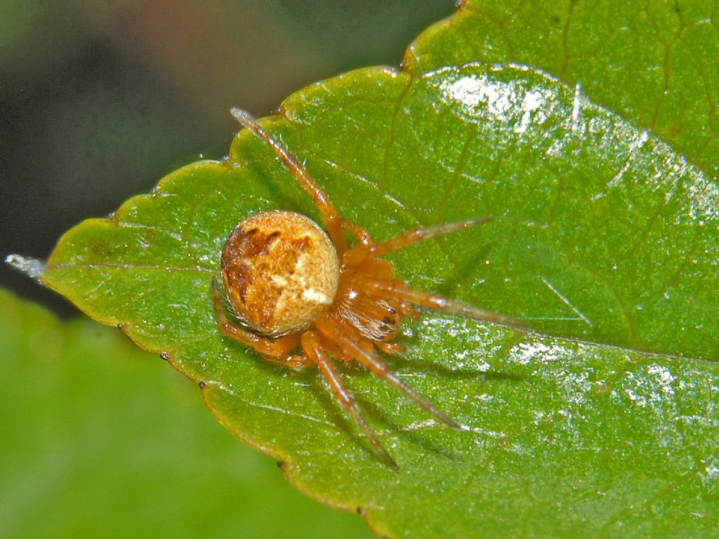 Araneus diadematus, giovane - Piani di Praglia (GE)